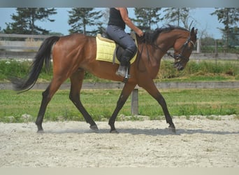 Other Breeds, Gelding, 4 years, 16 hh, Brown