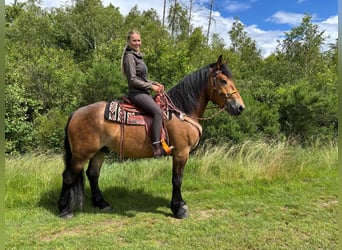 Other Breeds, Gelding, 4 years, 16 hh, Brown