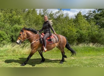 Other Breeds, Gelding, 4 years, 16 hh, Brown