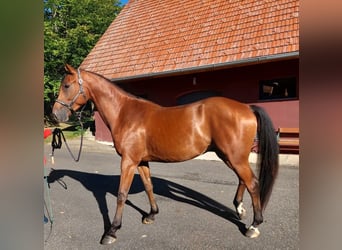 Other Breeds, Gelding, 4 years, 16 hh, Chestnut