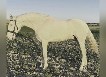 Other Breeds Mix, Gelding, 4 years, 16 hh, Overo-all-colors