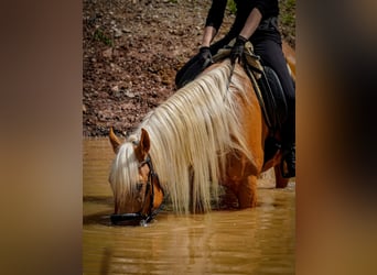 Other Breeds, Gelding, 4 years, 16 hh, Palomino