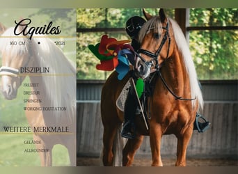 Other Breeds, Gelding, 4 years, 16 hh, Palomino