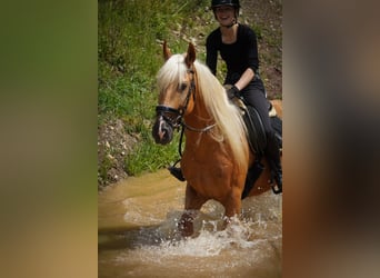 Other Breeds, Gelding, 4 years, 16 hh, Palomino