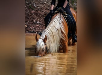 Other Breeds, Gelding, 4 years, 16 hh, Palomino