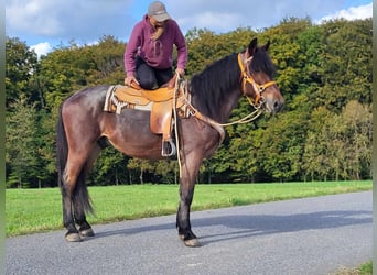Other Breeds, Gelding, 4 years, 16 hh, Roan-Bay