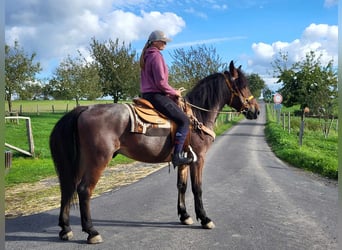 Other Breeds, Gelding, 4 years, 16 hh, Roan-Bay