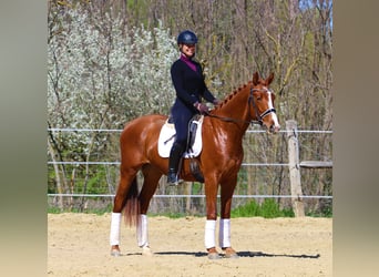 Other Breeds, Gelding, 4 years, 16,1 hh, Chestnut-Red