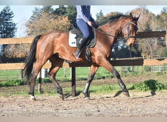 Other Breeds, Gelding, 4 years, 17 hh, Brown