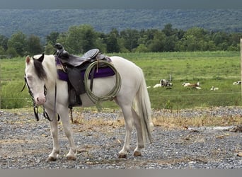 Other Breeds, Gelding, 5 years, 10 hh, Pinto