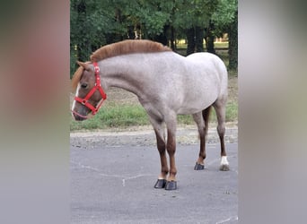 Other Breeds, Gelding, 5 years, 10,1 hh, Chestnut-Red