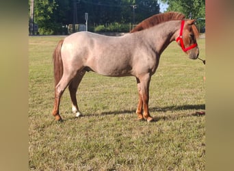 Other Breeds, Gelding, 5 years, 10,1 hh, Chestnut-Red