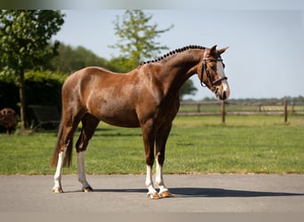 Other Breeds, Gelding, 5 years, 12.1 hh, Chestnut-Red