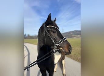Other Breeds, Gelding, 5 years, 13.2 hh, Pinto