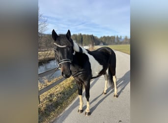 Other Breeds, Gelding, 5 years, 13.2 hh, Pinto