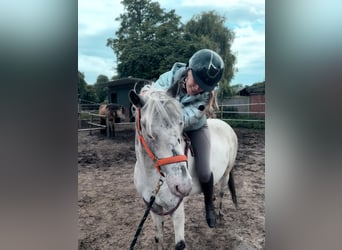 Other Breeds Mix, Gelding, 5 years, 13 hh, Leopard-Piebald