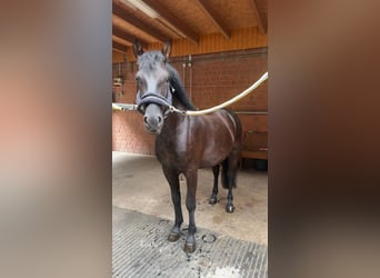 Other Breeds Mix, Gelding, 5 years, 13,2 hh, Black