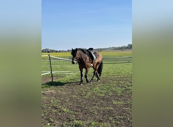 Other Breeds Mix, Gelding, 5 years, 14.1 hh, Brown