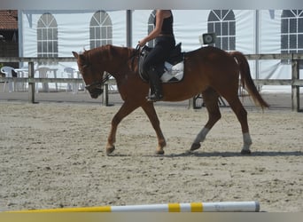 Other Breeds, Gelding, 5 years, 14.1 hh, Chestnut-Red