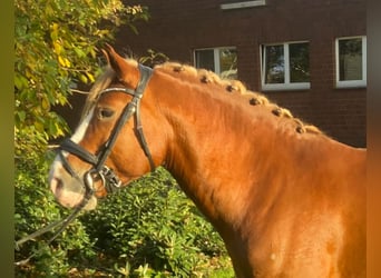 Other Breeds, Gelding, 5 years, 14,1 hh, Chestnut-Red