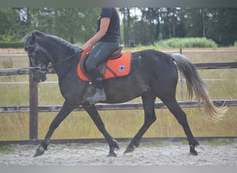 Other Breeds, Gelding, 5 years, 14.1 hh, Gray