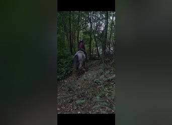 Other Breeds, Gelding, 5 years, 14.1 hh, Grey