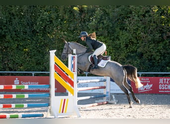 Other Breeds, Gelding, 5 years, 14.2 hh, Brown Falb mold