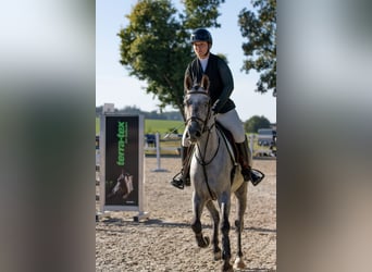 Other Breeds, Gelding, 5 years, 14.2 hh, Brown Falb mold