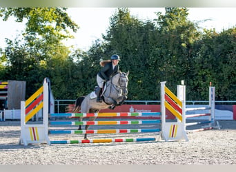 Other Breeds, Gelding, 5 years, 14.2 hh, Brown Falb mold