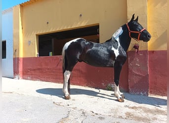 Other Breeds, Gelding, 5 years, 14.2 hh, Pinto