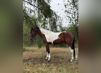 Other Breeds, Gelding, 5 years, 14.2 hh, Pinto