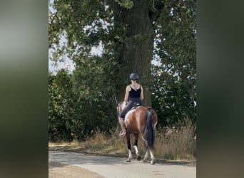 Other Breeds, Gelding, 5 years, 14.2 hh, Pinto