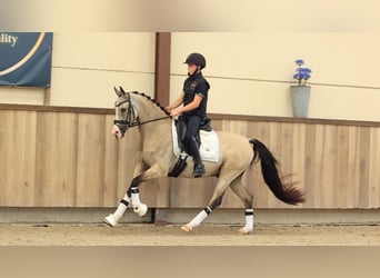 Other Breeds, Gelding, 5 years, 14.2 hh