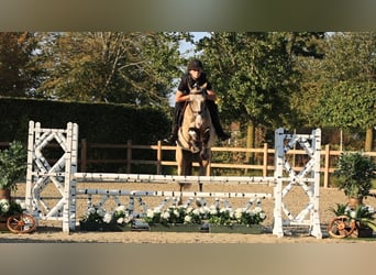 Other Breeds, Gelding, 5 years, 14.2 hh