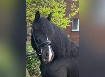 Other Breeds, Gelding, 5 years, 15.1 hh, Black