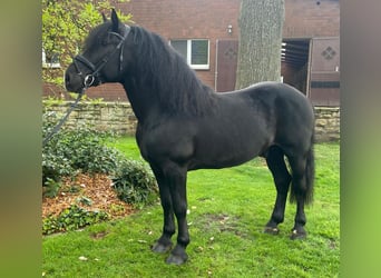 Other Breeds, Gelding, 5 years, 15.1 hh, Black