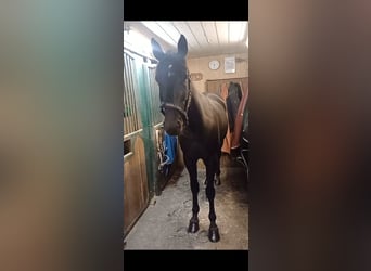 Other Breeds, Gelding, 5 years, 15,1 hh, Black