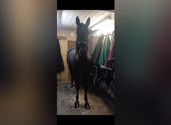 Other Breeds, Gelding, 5 years, 15,1 hh, Black