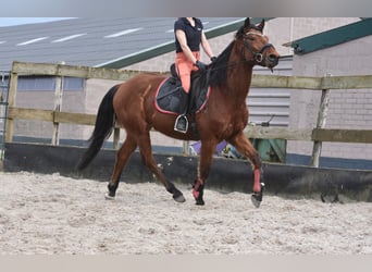 Other Breeds, Gelding, 5 years, 15.1 hh, Brown