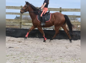 Other Breeds, Gelding, 5 years, 15.1 hh, Brown