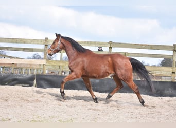 Other Breeds, Gelding, 5 years, 15.1 hh, Brown