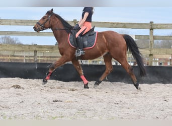 Other Breeds, Gelding, 5 years, 15.1 hh, Brown