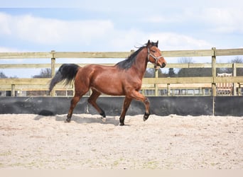 Other Breeds, Gelding, 5 years, 15.1 hh, Brown