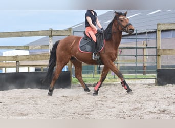 Other Breeds, Gelding, 5 years, 15.1 hh, Brown