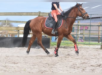 Other Breeds, Gelding, 5 years, 15.1 hh, Brown