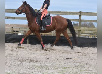 Other Breeds, Gelding, 5 years, 15.1 hh, Brown