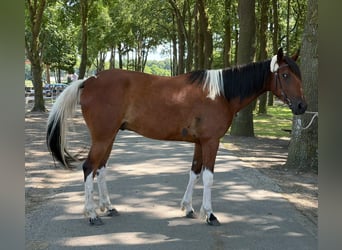 Other Breeds, Gelding, 5 years, 15.1 hh, Pinto