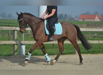 Other Breeds, Gelding, 5 years, 15.2 hh, Brown