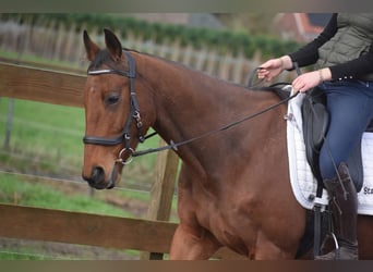 Other Breeds, Gelding, 5 years, 15.2 hh, Brown