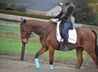 Other Breeds, Gelding, 5 years, 15.2 hh, Brown